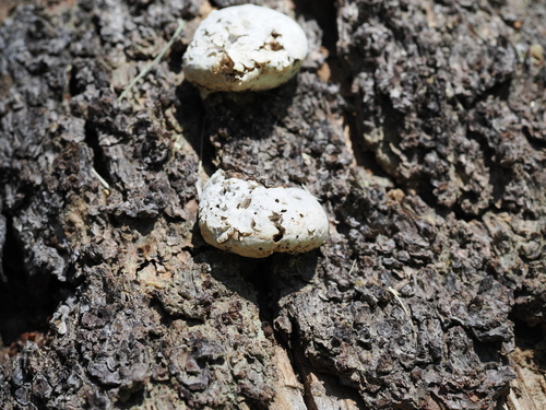 iNaturalist observation photo of Veiled Polypore