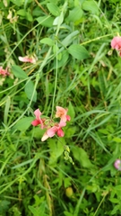 Lathyrus rotundifolius, photograph (c) Полина Полежанкина, some rights reserved (CC BY)