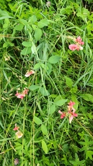 Lathyrus rotundifolius, photograph (c) Полина Полежанкина, some rights reserved (CC BY)