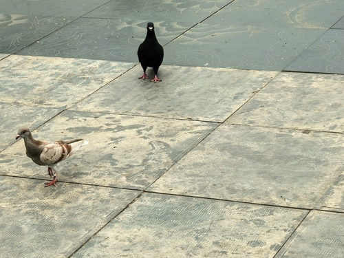 Feral Pigeon