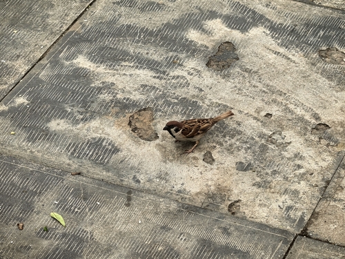Eurasian Tree Sparrow