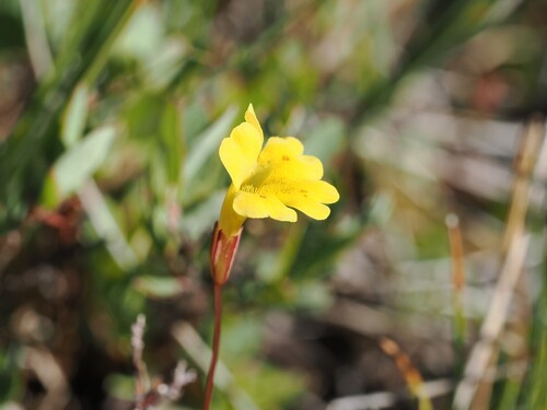 iNaturalist observation photo of primrose monkeyflower