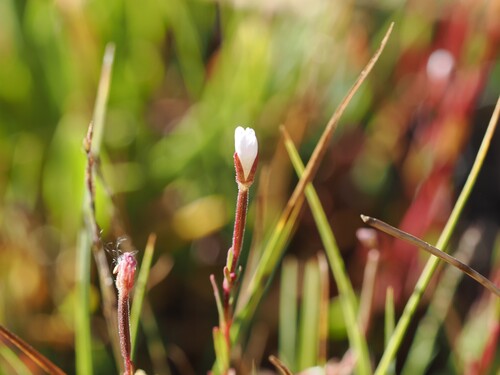 iNaturalist observation photo of willowherbs