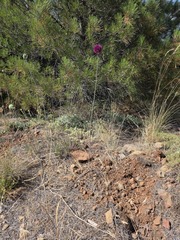 Allium phanerantherum