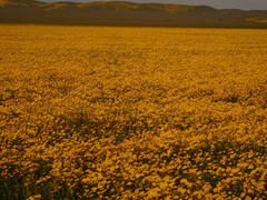 Monolopia lanceolata