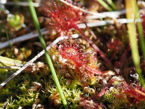 iNaturalist observation photo of round-leaved sundew