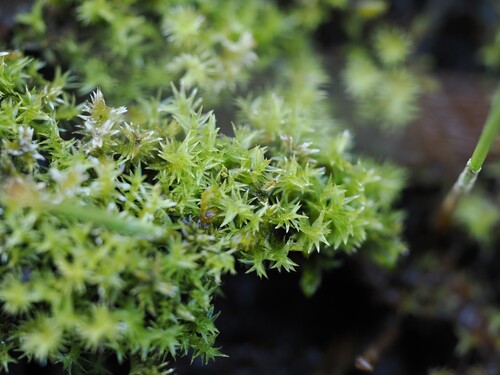 iNaturalist observation photo of Threeranked humpmoss