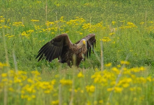 White-tailed Eagle
