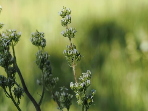 iNaturalist observation photo of Early saxifrages