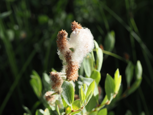iNaturalist observation photo of Willows
