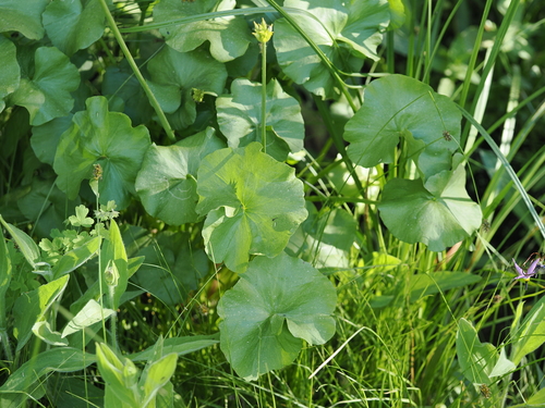 iNaturalist observation photo of white marsh marigold