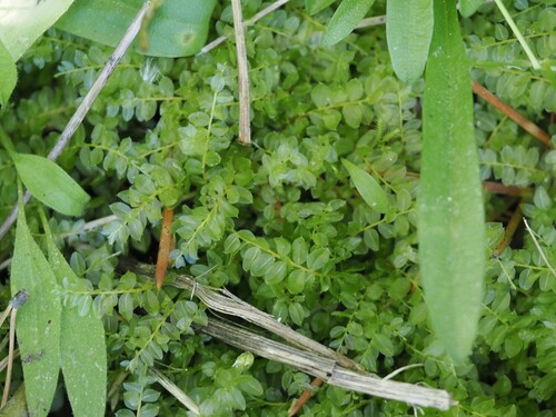 iNaturalist observation photo of Thyme and Allied Mosses