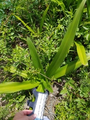 Hymenocallis occidentalis