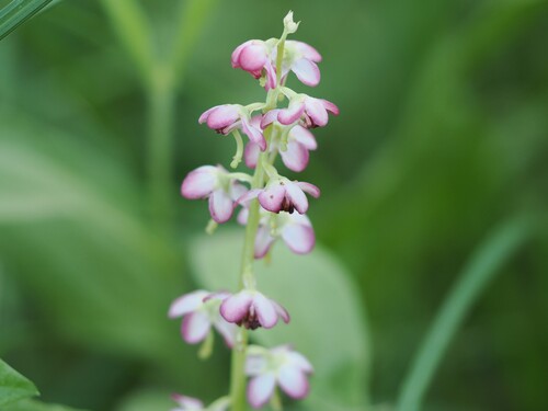 iNaturalist observation photo of liverleaf wintergreen