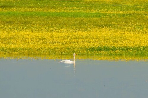 Mute Swan