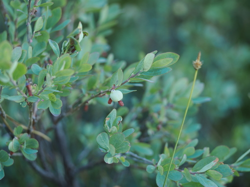 iNaturalist observation photo of bog bilberry