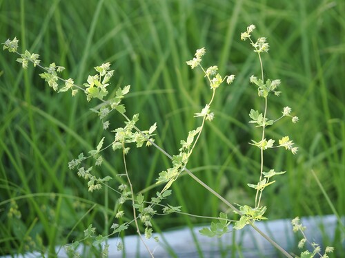 iNaturalist observation photo of Fewflower Meadow-rue
