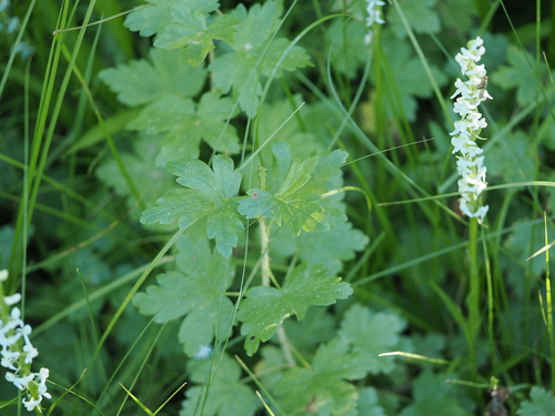 iNaturalist observation photo of currants and gooseberries
