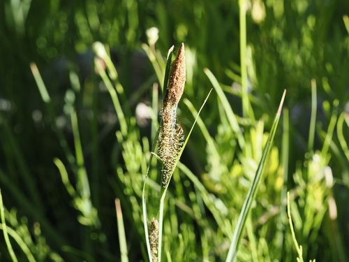 iNaturalist observation photo of true sedges