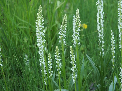 iNaturalist observation photo of Sierra Bog Orchid