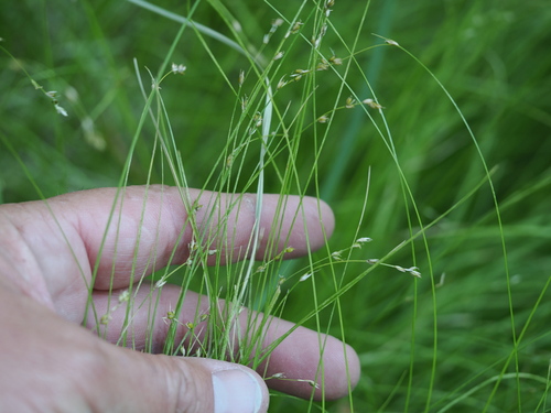 iNaturalist observation photo of two-seeded sedge