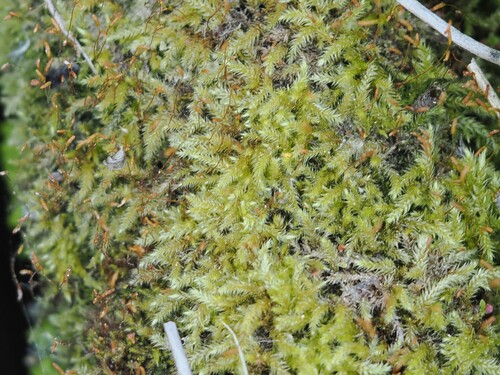 iNaturalist observation photo of Feather Mosses