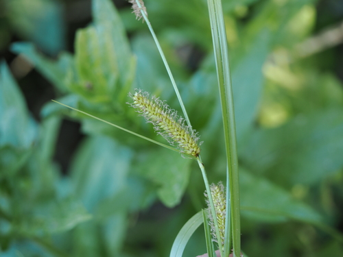 iNaturalist observation photo of Northwest Territory sedge
