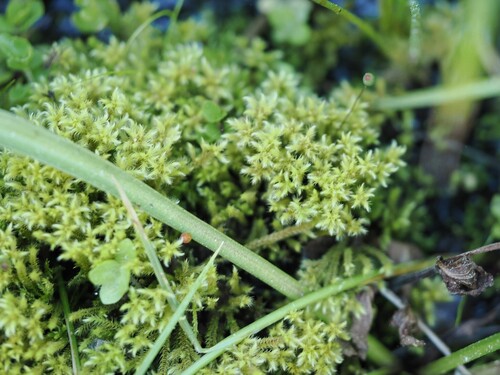 iNaturalist observation photo of Mosses