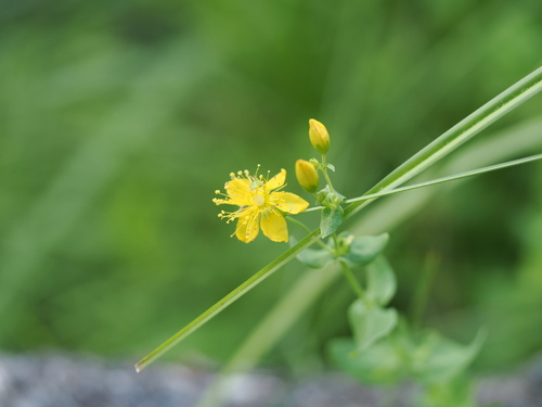 iNaturalist observation photo of St. John's worts