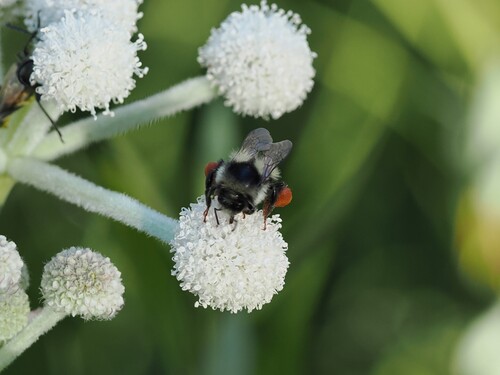 iNaturalist observation photo of Two-form Bumble Bee Complex