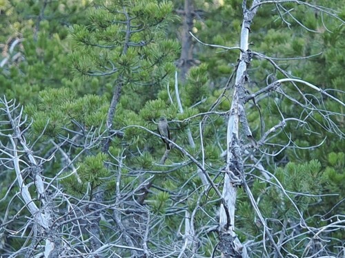 iNaturalist observation photo of Western Wood-Pewee