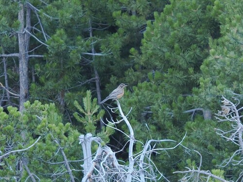 iNaturalist observation photo of American Robin