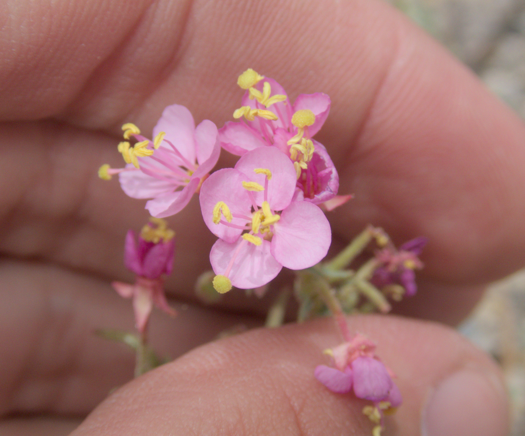 Eremothera boothii; photograph (c) Spencer Hurt, some rights reserved (CC BY)