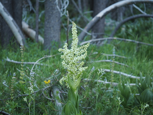iNaturalist observation photo of Corn Lily
