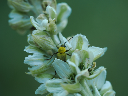 iNaturalist observation photo of Yellow Velvet Beetle