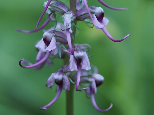 iNaturalist observation photo of Elephant's-Head lousewort