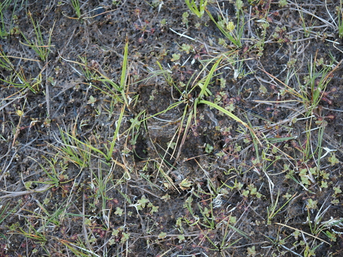 iNaturalist observation photo of American Black Bear