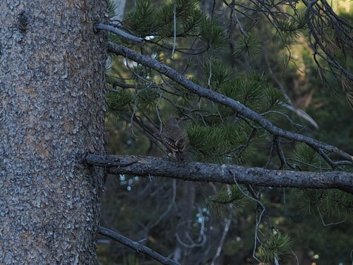 iNaturalist observation photo of Northern Flicker