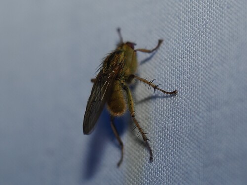 iNaturalist observation photo of Golden Dung Fly