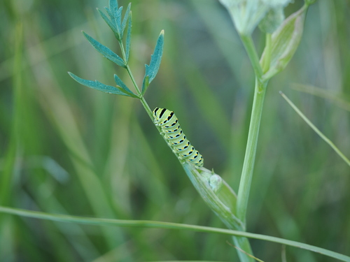 iNaturalist observation photo of Anise Swallowtail