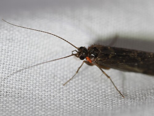 iNaturalist observation photo of Rhyacophiloidea