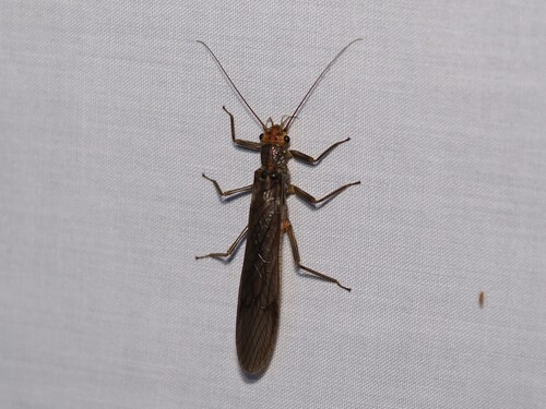 iNaturalist observation photo of Common Stoneflies