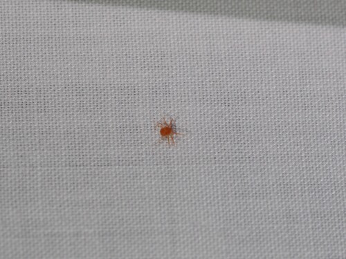 iNaturalist observation photo of Whirligig Mites