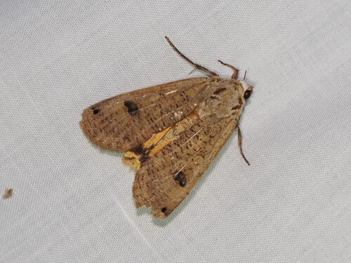 iNaturalist observation photo of Large Yellow Underwing