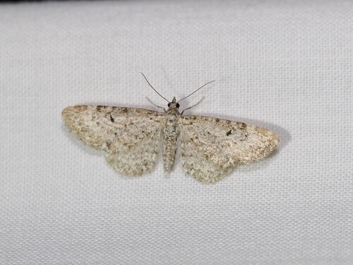 iNaturalist observation photo of Pug Moths