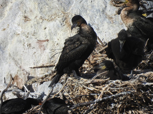 iNaturalist image