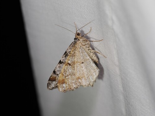 iNaturalist observation photo of Macaria