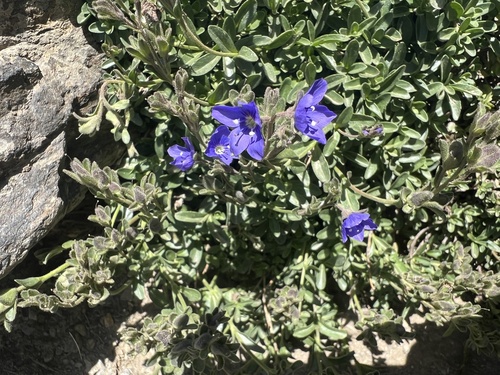 Veronica fruticans, photograph 5