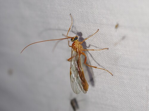 iNaturalist observation photo of Short-tailed Ichneumonid Wasps