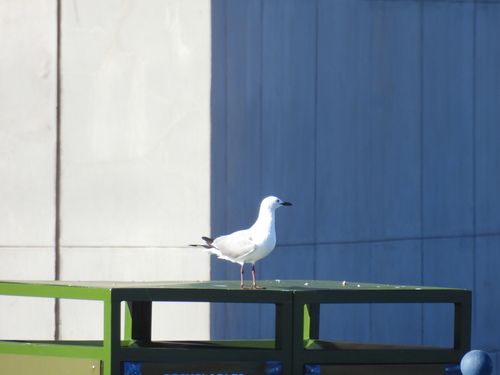 iNaturalist image